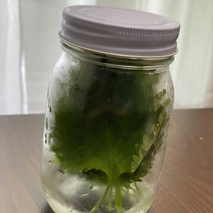 フレッシュハーブと大葉の保存方法 レシピ 作り方 By はらぺこしろうさぎ クックパッド 簡単おいしいみんなのレシピが358万品