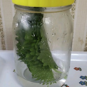 フレッシュハーブと大葉の保存方法 レシピ 作り方 By はらぺこしろうさぎ クックパッド 簡単おいしいみんなのレシピが358万品