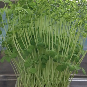 いつも成功 秘密の豆苗再生法 育て方 レシピ 作り方 By Mutsumi クックパッド 簡単おいしいみんなのレシピが357万品