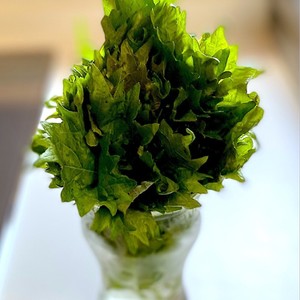 フレッシュハーブと大葉の保存方法 レシピ 作り方 By はらぺこしろうさぎ クックパッド 簡単おいしいみんなのレシピが358万品