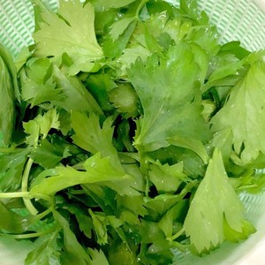 簡単便利 セロリの葉は冷凍保存 レシピ 作り方 By ミセスオリーブ クックパッド 簡単おいしいみんなのレシピが360万品