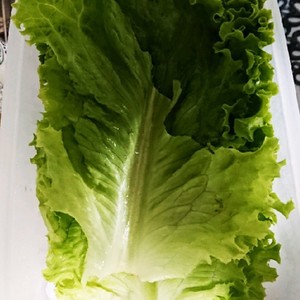 サニーレタスの保存 レシピ 作り方 By 明星咲ママ クックパッド 簡単おいしいみんなのレシピが359万品