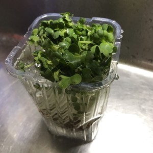 カイワレ大根の種ガラの取り方 レシピ 作り方 By トクライ クックパッド 簡単おいしいみんなのレシピが365万品