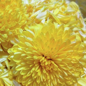 菊の花の下処理 おひたし レシピ 作り方 By イチフユ クックパッド 簡単おいしいみんなのレシピが366万品