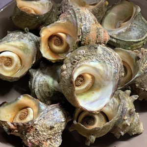 サザエの茹で方 レシピ 作り方 By Snoopy Snoopy クックパッド 簡単おいしいみんなのレシピが364万品