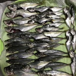 アジのさばき方 ハサミとスプーンで簡単に レシピ 作り方 By Paruparu クックパッド 簡単おいしいみんなのレシピが371万品