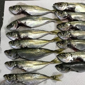 アジのさばき方 ハサミとスプーンで簡単に レシピ 作り方 By Paruparu クックパッド 簡単おいしいみんなのレシピが371万品