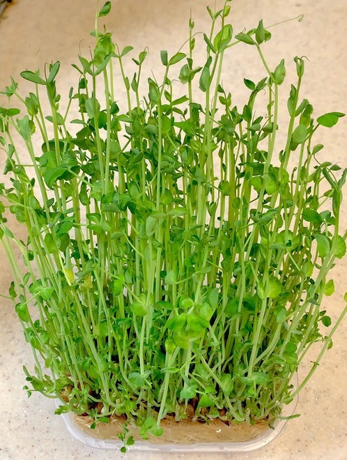 いつも成功 秘密の豆苗再生法 育て方のつくれぽ クックパッド 簡単おいしいみんなのレシピが379万品