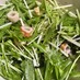 水菜と海苔のチョレギサラダ