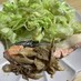 ☺減塩レシピ♪鮭のマヨマスタード焼き☺
