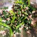 小松菜とツナの美味しいサラダ