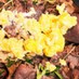 牛肉と豆苗 エリンギのふんわり卵炒め 