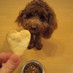 犬☆ミルククッキー