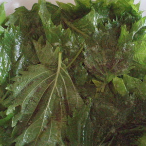 大葉の塩漬け ごま油風味 レシピ 作り方 By Ikarenimal クックパッド 簡単おいしいみんなのレシピが358万品