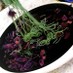麺は緑色☆紫キャベツの不思議な焼きそば♪