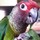 lovebird♡