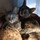 青猫黄猫