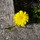 youspring