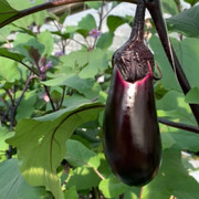 |eggplant|
