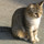 narniancat
