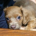 フライパンで 焼きはまぐり レシピ 作り方 By Mam クックパッド 簡単おいしいみんなのレシピが361万品