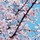 小鳥遊桜のアイコン