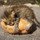 ☆黒ねこ☆