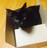 黒猫シャアにゃんさんの写真