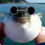 ボラの洗い レシピ 作り方 By Cfマスター クックパッド 簡単おいしいみんなのレシピが356万品