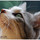 56猫