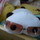 たれこ。