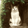 TemCat
