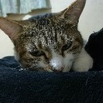 筍 重曹だけで灰汁抜き レシピ 作り方 By だるだるま クックパッド 簡単おいしいみんなのレシピが361万品