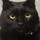 猫ひなこ