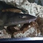 ホウボウの塩焼き テリヤキ風味 レシピ 作り方 By 水食研 クックパッド 簡単おいしいみんなのレシピが361万品