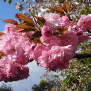 桜☆めぐり