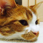 簡単 キャラ弁 マーブルチョコのm M レシピ 作り方 By ダンゴ クックパッド 簡単おいしいみんなのレシピが360万品