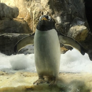 旭山ペンギン