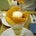 ひころん