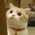 としきん