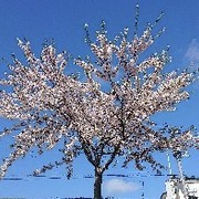✿桜咲✿