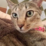 すいかッチー レシピ 作り方 By ももかだze クックパッド 簡単おいしいみんなのレシピが354万品