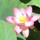 蓮の実•蓮の茶