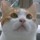 にゃんた104