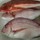 魚釣り大好き