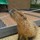 capybaraくんのアイコン