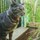 親方ねこ