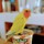 鳥と手帳食堂のアイコン