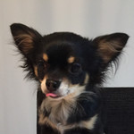 犬用さつまいもクッキー レシピ 作り方 By ピンクニク クックパッド 簡単おいしいみんなのレシピが350万品