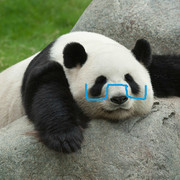 眼鏡熊猫